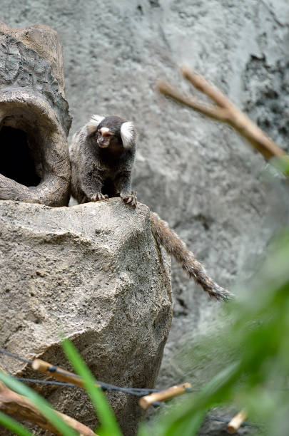 the black tufted-eared marmoset - primacy imagens e fotografias de stock