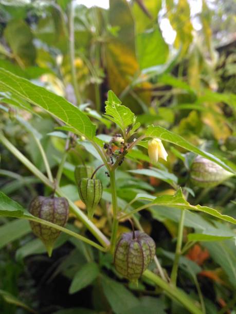 istock Physalis plant with blur background 1337980675