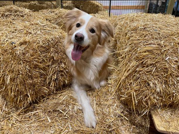Senior woman out walking with Collie dog, standing next to straw bales in field.