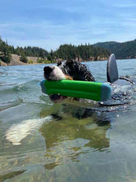 istock English springer spaniel swimming 1337981264
