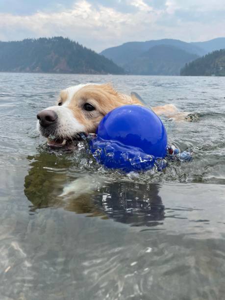 istock Border collie swimming 1337981312