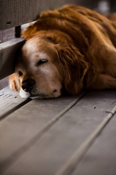istock A Dog’s Afternoon Nap 1337981502