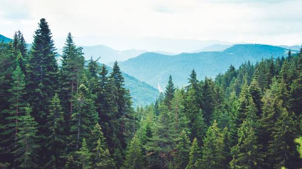 istock Mountain view at the pine forest covered hills. 1337983415