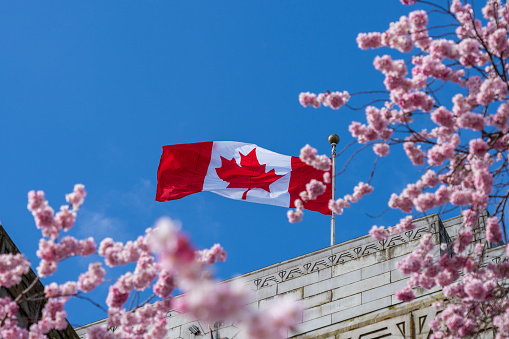 National Flag of Canada and cherry blossoms in full bloom. Concept of canadian urban city life in spring time. Vancouver City Hall.