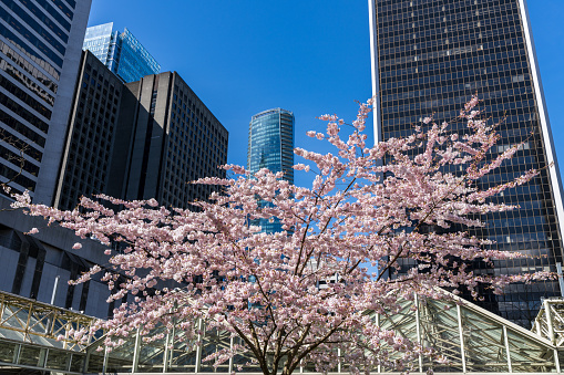 Cherry blossom in full bloom at Burrard Station with Vancouver downtown buildings. Spring time in BC, Canada.
