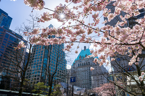 Vancouver, BC, Canada - March 26 2021 : Cherry blossom in full bloom at Burrard Station with Vancouver downtown buildings in spring time.