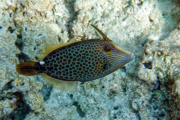 istock Honeycomb Filefish Cantherhines Pardalis ,Red sea 1337990076
