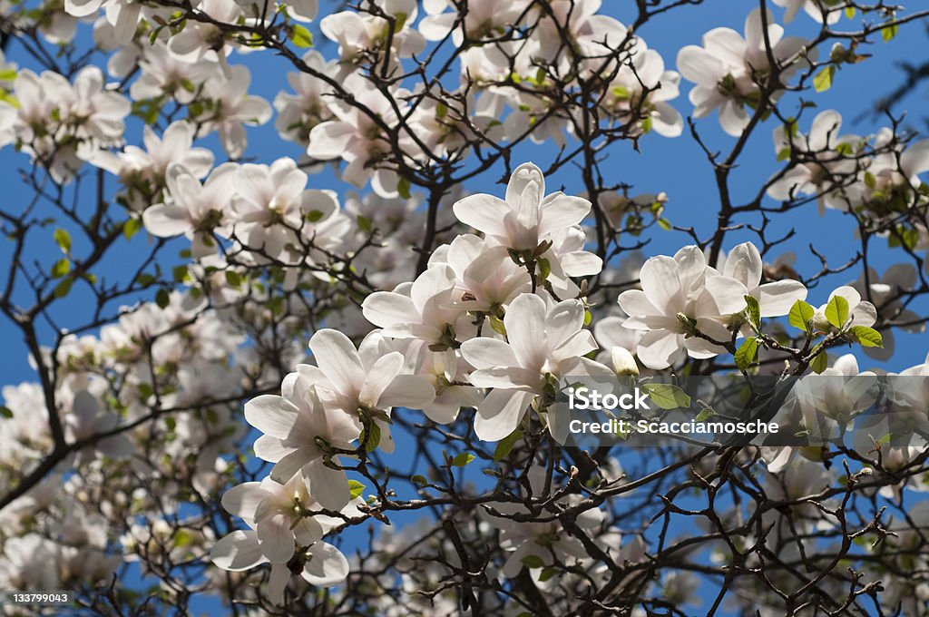 Magnolia drzewa Kwitnąć - Zbiór zdjęć royalty-free (Bez ludzi)