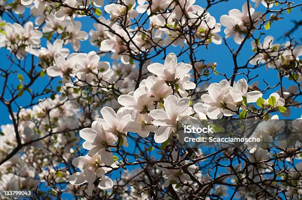 Árvore De Magnólia Bloom - Fotografias de stock e mais imagens de Ao Ar Livre - Ao Ar Livre, Azul, Beleza