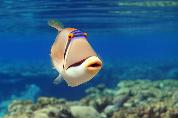 istock Picasso triggerfish (Rhinecanthus aculeatus) , coral fish on the coral reef. 1337991680