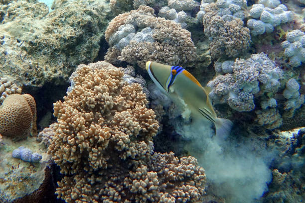 istock Picasso triggerfish (Rhinecanthus aculeatus) , coral fish on the coral reef. 1337991769