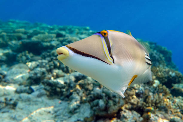 Picasso triggerfish (Rhinecanthus aculeatus) , coral fish on the coral reef.Red sea,Egypt