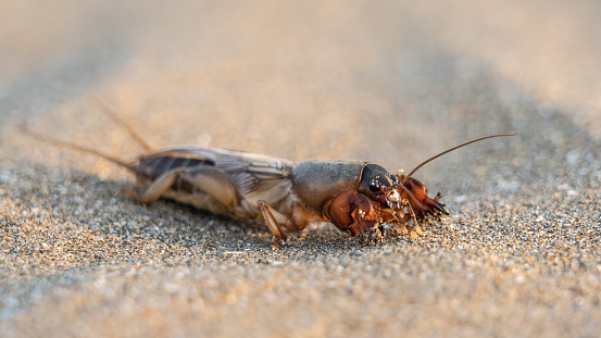 Mole cricket on the sand