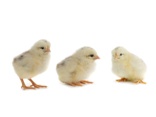 istock little newborn chicks isolated on white background 1337994560