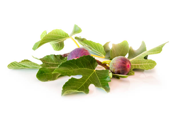 fichi freschi maturi su un ramo con foglie di fico verde. frutto di fico mediterraneo sano isolato su uno sfondo bianco con spazio di copia. - fig leaf foto e immagini stock