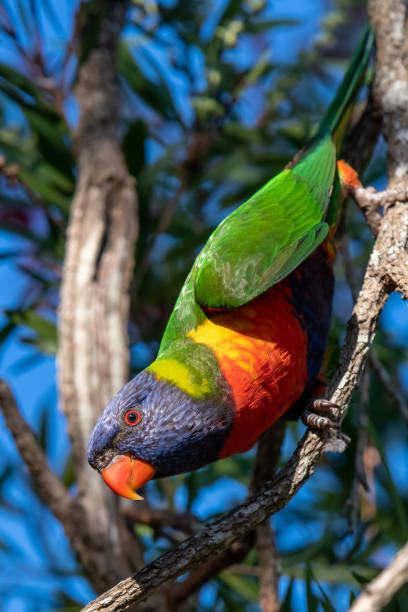 istock Rainbow Lorikeet enjoying the red bottlebrush flowers 1337996224