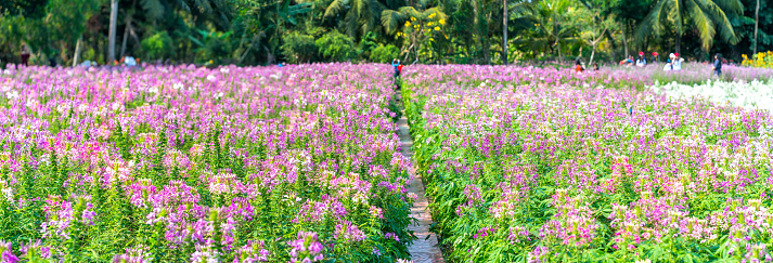 Cleome spinosa flower field blooms brilliantly in eco-tourism area. Flowers are used to decorate corridors, garden spaces and create fresh air for the environment