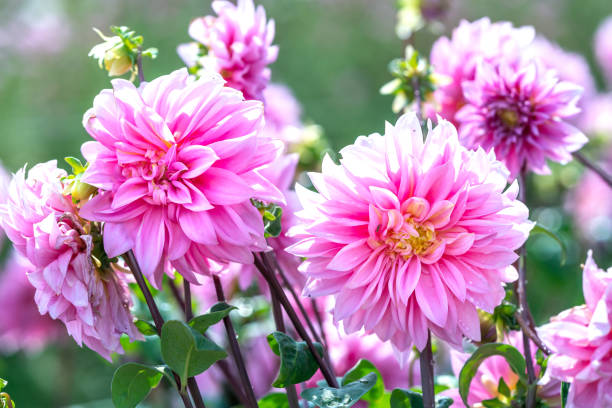 istock Dahlia blooms in an ecological garden 1337996275