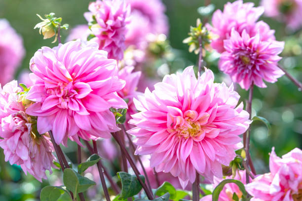 istock Dahlia blooms in an ecological garden 1337996315