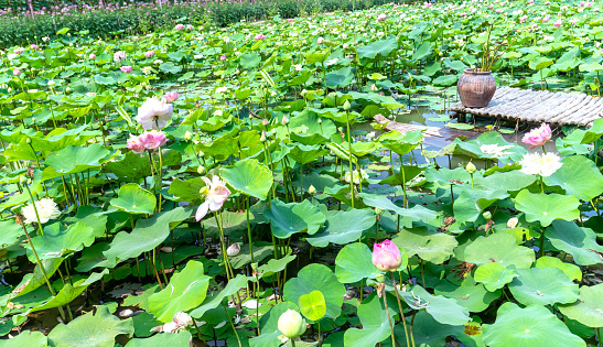 Pink lotus buds are about to bloom among the surrounding green leaves.