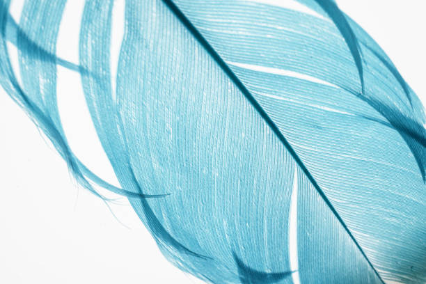istock Close view of blue feather. 1337997381