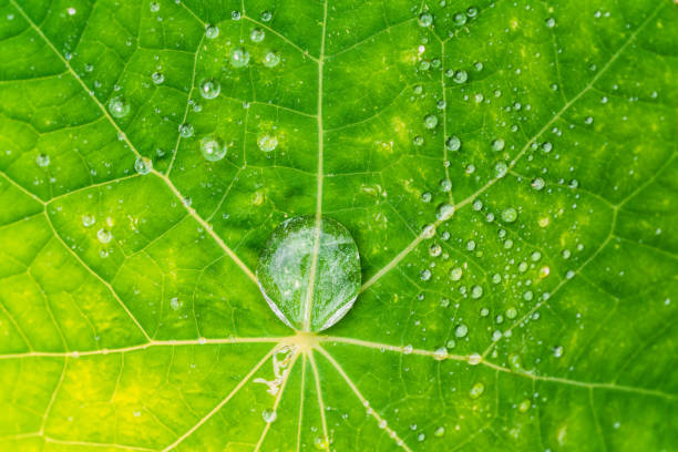 istock Big droplet of water on green leaf. 1337997511