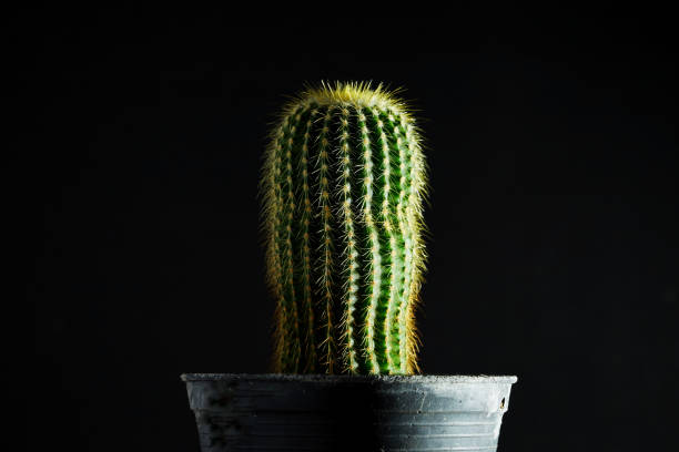 istock The little cactus. 1337999115