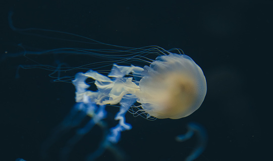 Jellyfish. Surreal. Night dive photo. Fantastic colours.