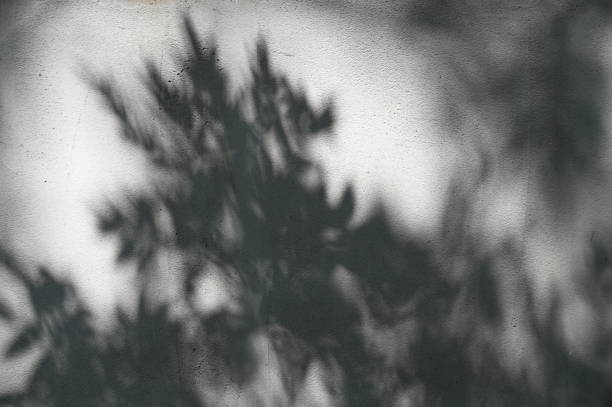 istock Abstract gray shadow background of natural leaves tree branch falling  wall texture for background and wallpaper, nature shadow pattern 1338001911
