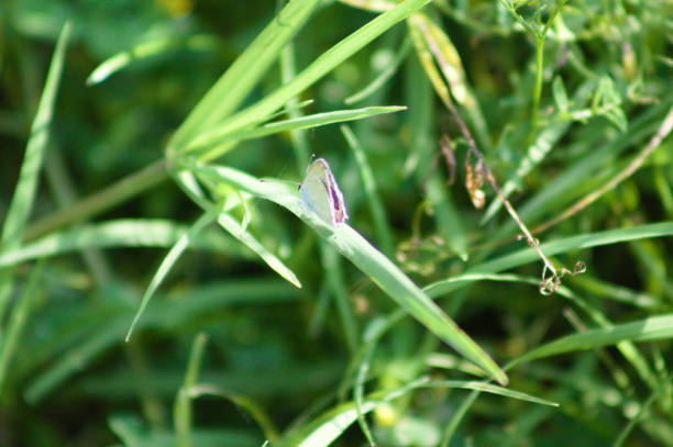 istock Small butterfly on green yarn close-up view with selective focus 1338005237