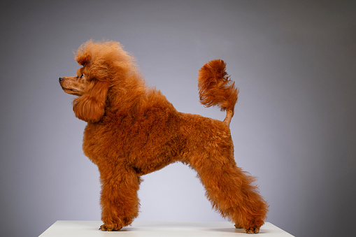 poodle hairstyle. The girl is combing the dog. Pet grooming. Animal on a blue background