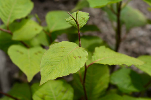 istock Japanese knotweed 1338008789