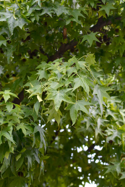 istock American sweetgum 1338008806