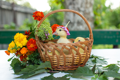 Three little ducklings sit in a basket in the garden on a table against the background of a colorful bouquet of flowers. One duckling in a pink petunia flower hat