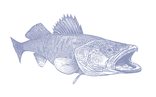 Vector illustration of a walleye