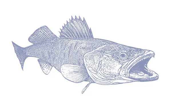 Vector illustration of Walleye