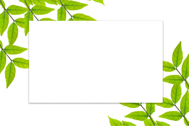 istock Beautiful tropical leaf frame with isolated on white background. The concept for text, design. 1338010296
