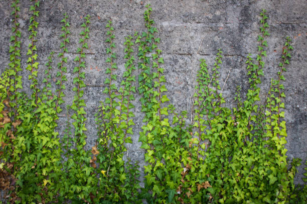 lierre grimpant sur un mur de briques - climbing ivy photos et images de collection