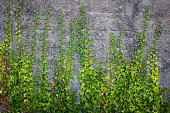 Ivy climbing on brick wall