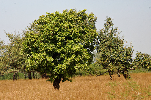 Cashew nut tree standing alone in dry grass land in Lanja district Ratnagiri state Maharashtra India