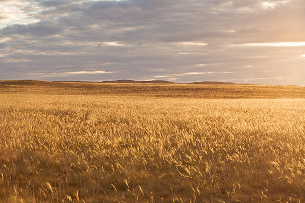 istock Beautiful sunset with heavy sky in steppe 133801572