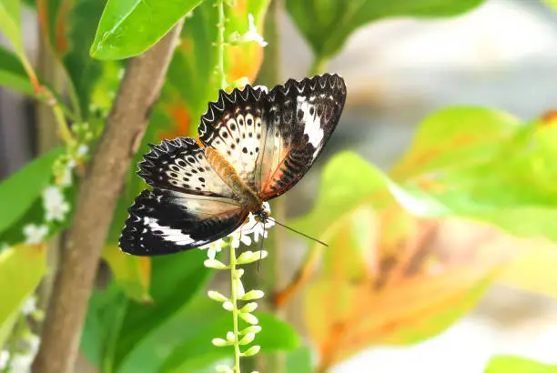 Photo of Close-up butterfly with Citharexylum spinosum white flower or Florida fiddlewood or Spiny fiddlewood or Fiddlewood tree