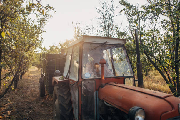 istock Transport of fresh fruit 1338018271