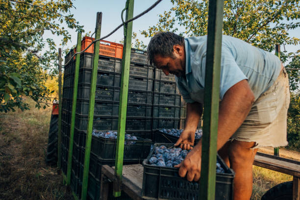 istock Transport of fresh fruit 1338018419