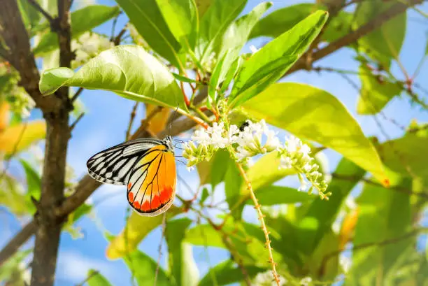 Photo of Citharexylum spinosum white flower or Florida fiddlewood or Spiny fiddlewood or Fiddlewood tree with butterfly in the garden on blue sky