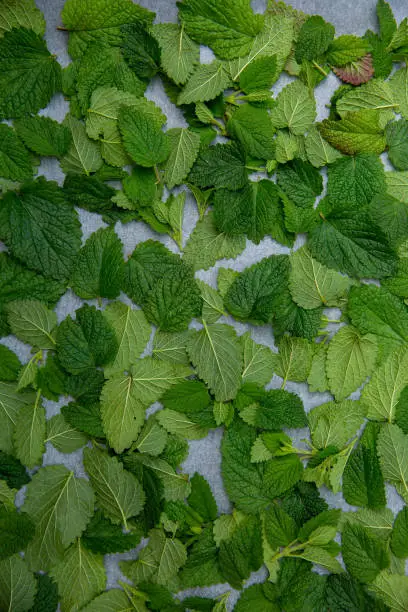 Freshly cut green lemon balm leaves lying flat on waxed paper. Copy space.