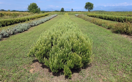 Rows of rosemary bush in a plantation. Salvia rosmarinus is the scientific name.