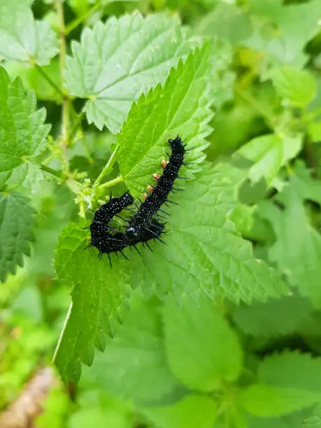 Black Peacock-eye butterfly caterpillars (Aglais io, formerly Inachis io) close-up sitting on nettles.