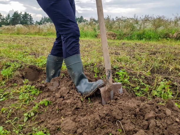 istock Digging up potatoes with a shovel on agricultural land 1338021863