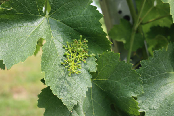 istock Small bunch of unripe green grapes growing on vine branches 1338021937
